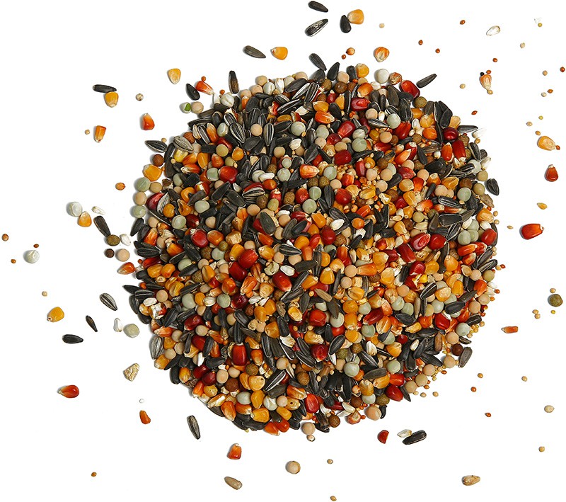 Galambázis – családi hagyomány és prémium takarmányok