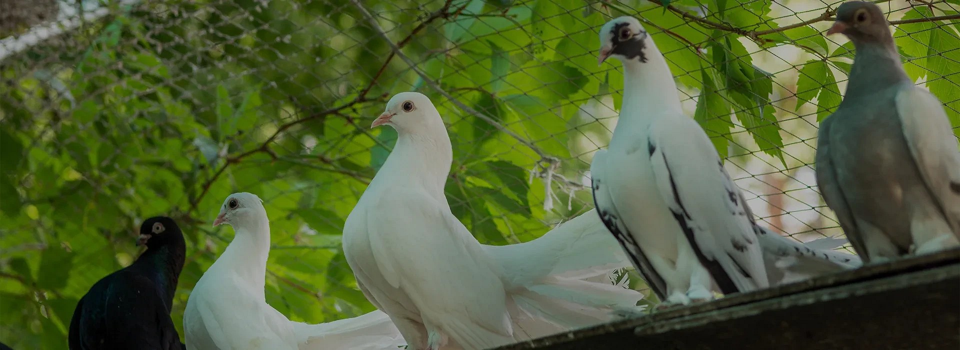 IRISZ versenygalamb tápok