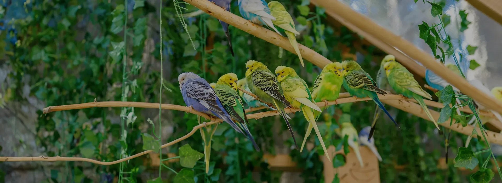 Minőségi díszmadár eleségek