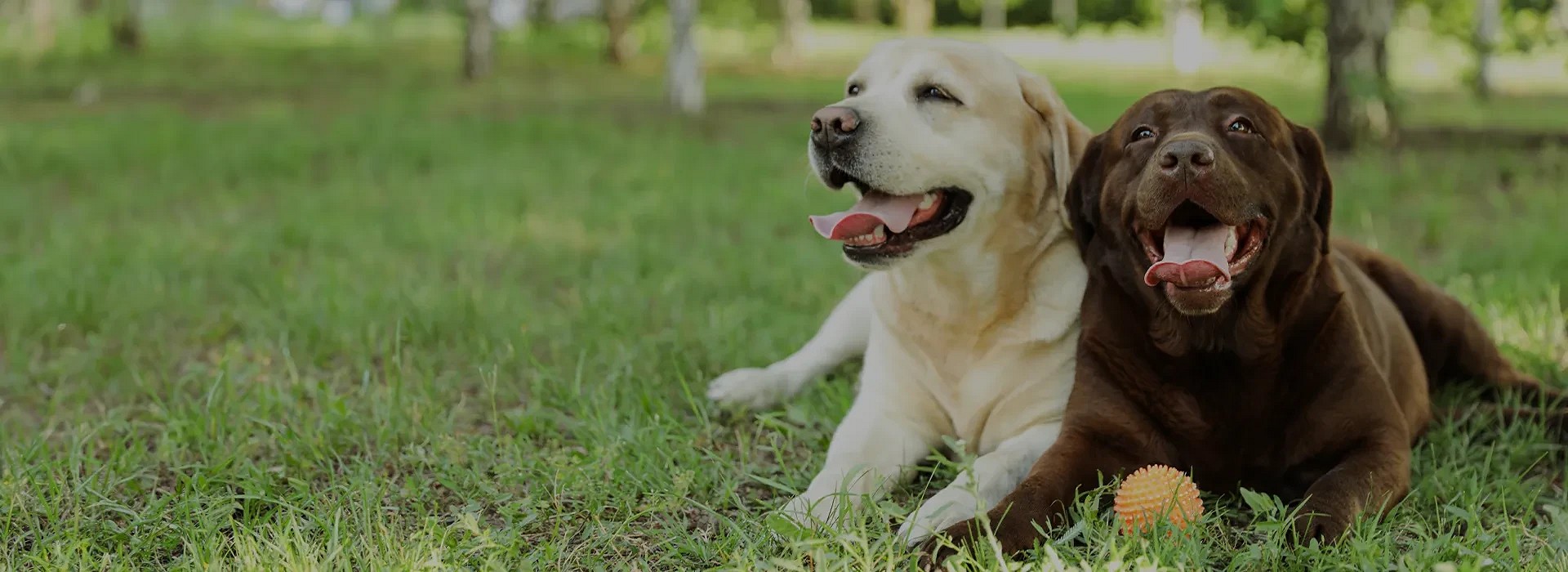 Prémium kutyatápok